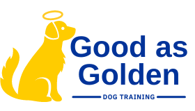Online golden retriever dog training